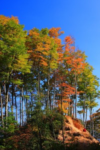 埃弗顿前锋发挥出色，创造进球机会