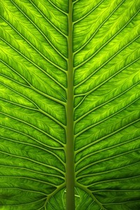 AC米兰破敌先锋，势如破竹